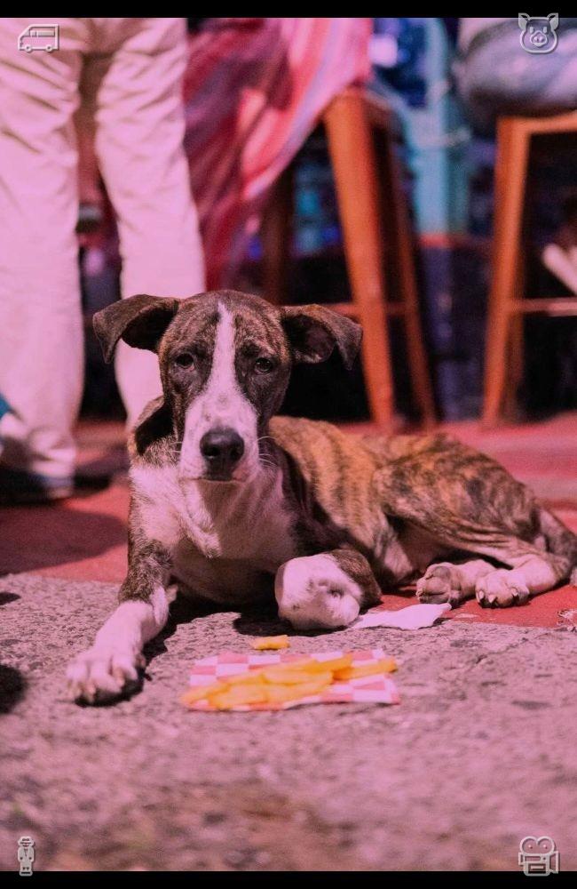 lizmarada's tweet photo. Puppies stay with people through lonely nights, easing emptiness and fear. Their warmth brings a gentle sense of security to the darkness.👐Star-patterned dessert spoon https://t.co/79WxfHKpAH