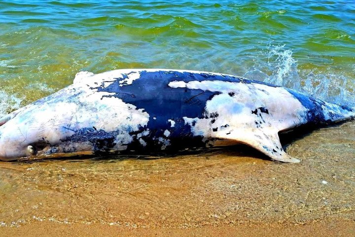 Mylovanov's tweet photo. Russia is killing one of the biggest marine faunas in Europe. Scientists found 56 dead dolphins along Ukraine's Black Sea coast in June alone.

Since the full-scale invasion began, 100,000 Black Sea cetaceans across three species have died in the Black and Azov seas, United24. 1/ https://t.co/fKSBEpyvWh