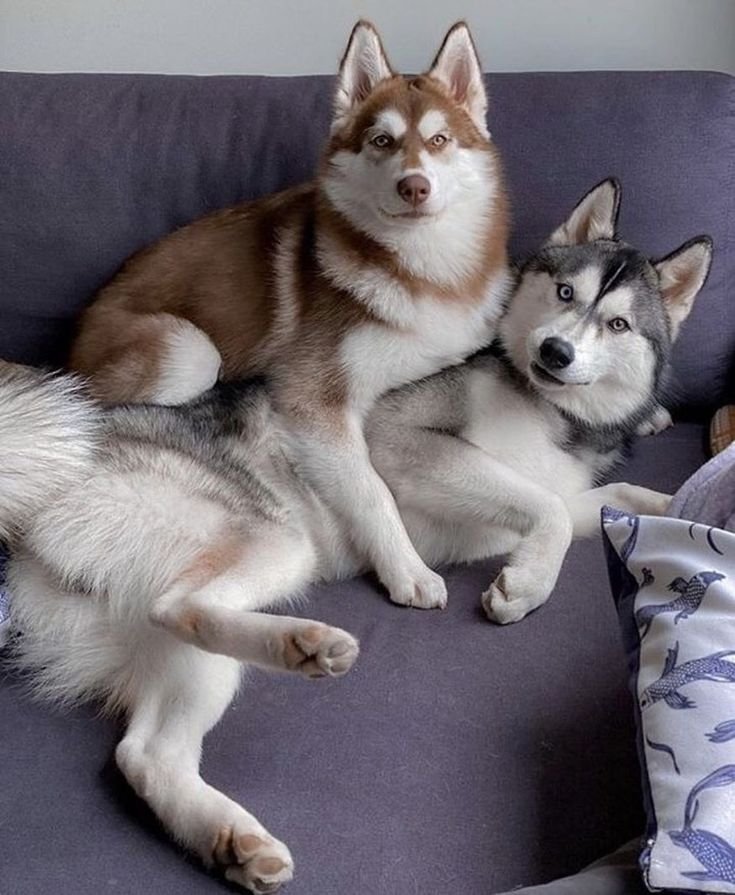 HuskyLo50842190's tweet photo. Rate Of Cuteness 1-20 😘 https://t.co/vzdqhcxIwZ
