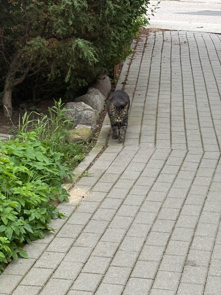 miaumiew's tweet photo. why are you so angry little kitty https://t.co/UgMG9K7gj7