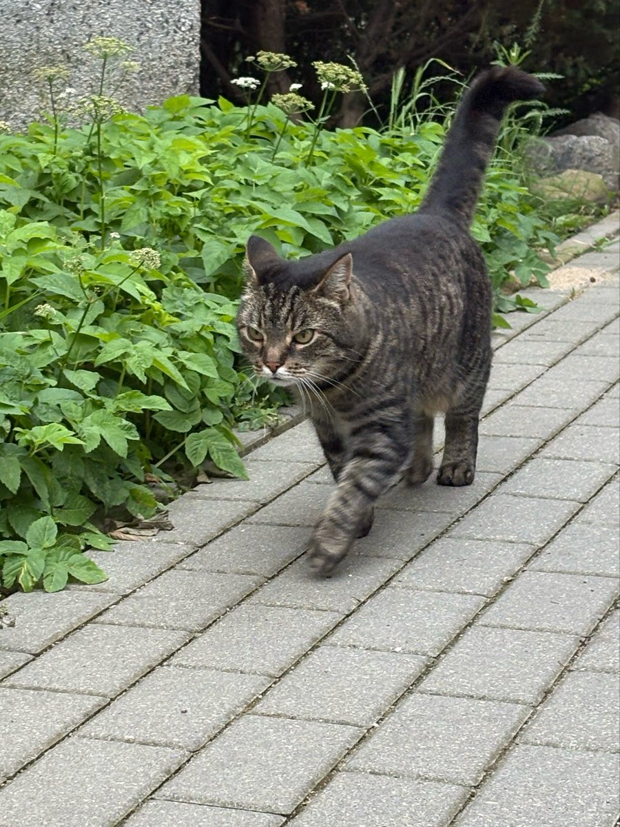 miaumiew's tweet photo. why are you so angry little kitty https://t.co/UgMG9K7gj7