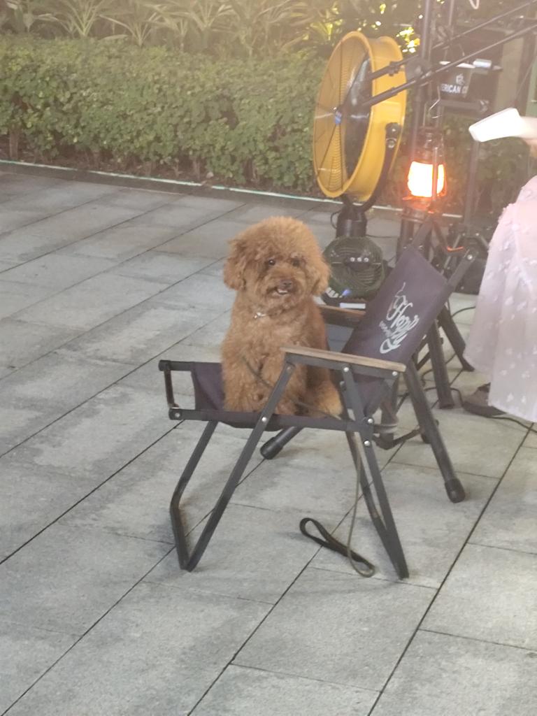 嘤嘤嘤鹉(超级眼瞎大笨蛋 tweet media