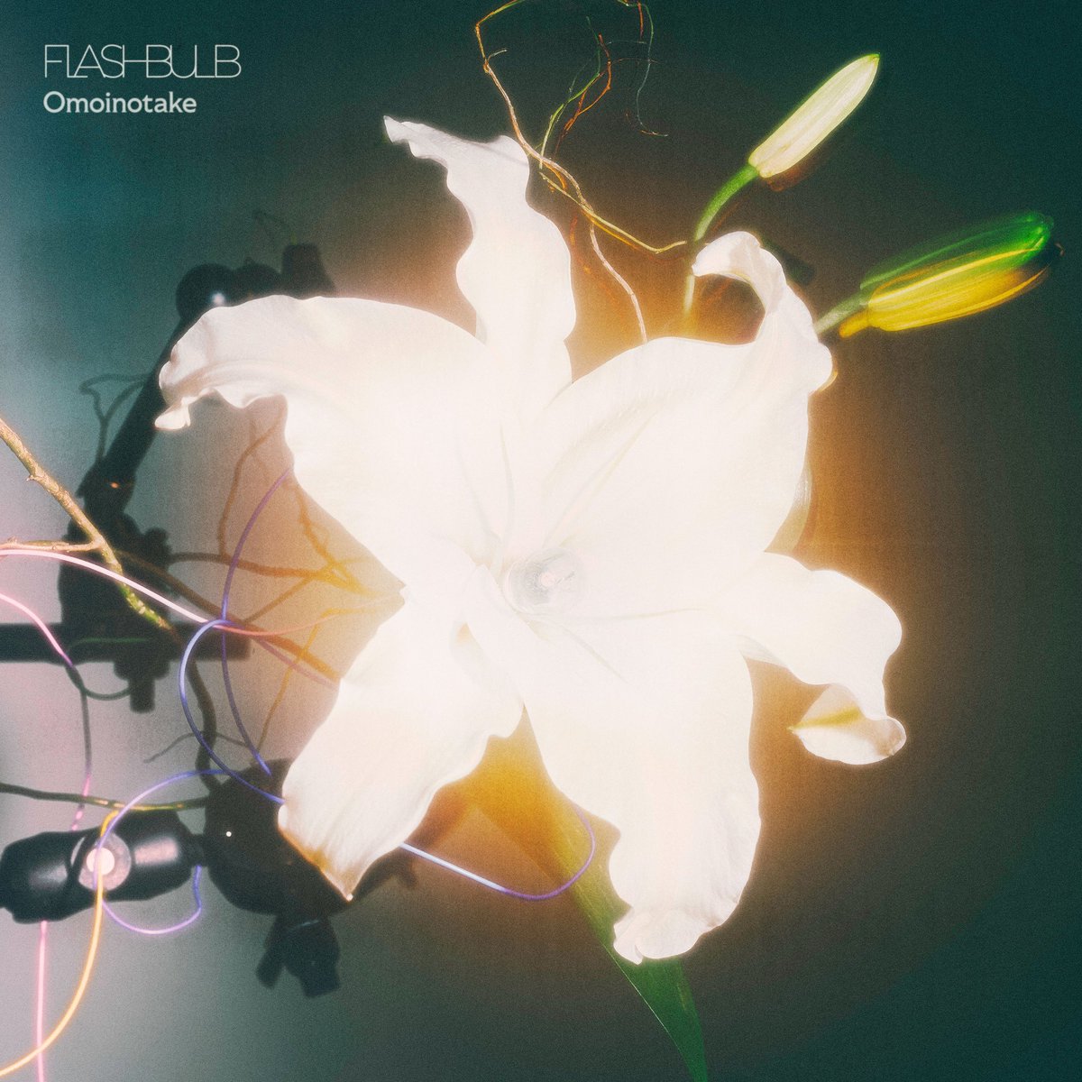 Omoinotakey's tweet photo. New Release
﹏﹏﹏﹏﹏﹏

Omoinotake - FLASHBULB 

TV アニメ『花ざかりの君たちへ』 
第2期オープニングテーマ

Streaming＆Download 
https://t.co/1hNDW8kmFB

さらに今夜19:30頃〜
Instagram ライブ配信決定🗣️

Instagram ライブ後20:00〜
FLASHBULB Music Video
YouTubeプレミア公開🎬
https://t.co/5Y2KfCcZH3
