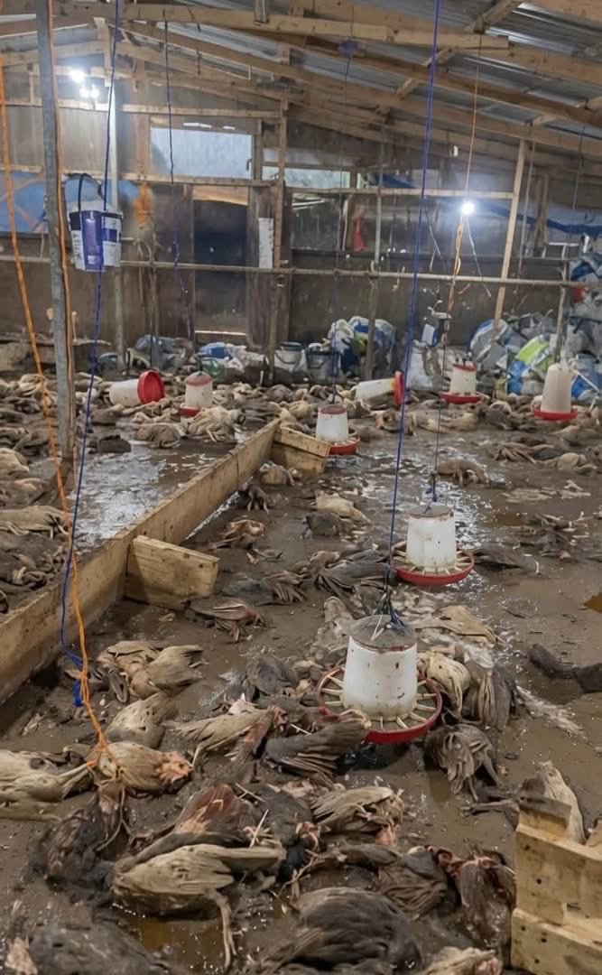 OyaOnline's tweet photo. Famers losing millions of chickens due to ongoing flood in Ghana https://t.co/pQzS6bpk4t