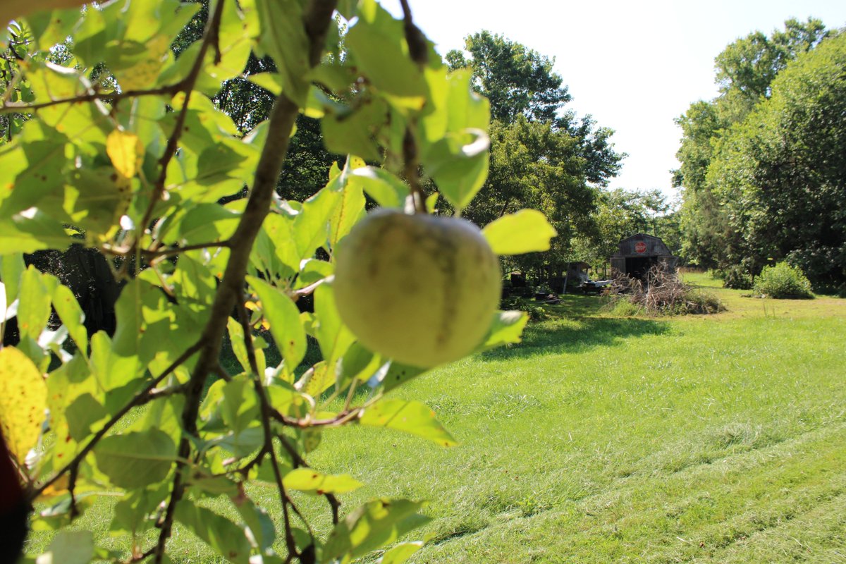 docsanderson's tweet photo. #Scientists #BotanicalGarden #Ecologist
@NatGeo @danpeckwx @HeartsofHeroes_
@Nature G Mags Lizzie Heat Index=109F again. got in solid #Cardio mowing back #Orchard the #Apples really look like apples now heading in to get fluids totally drenched in sweat i love you Mwah HOT Lelon https://t.co/afNrn99Pja
