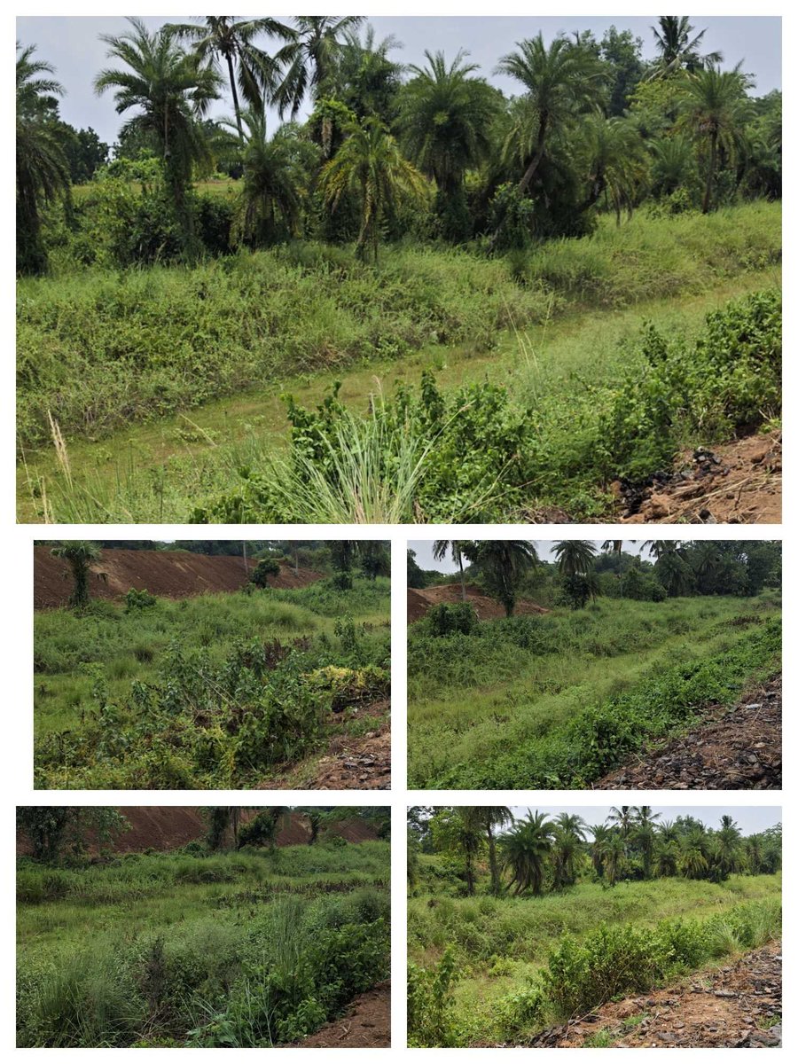 MishraAsit's tweet photo. @OdishaWater @PravatiPOdisha Hon'ble Mam/Sir, these are the pictures of the main canal from Haripur to Balanga near the new bridge construction. This is its current condition. After few days irrigation water supply may be started, kindly look into the matter for cleaning. https://t.co/nUPxVMkJ89