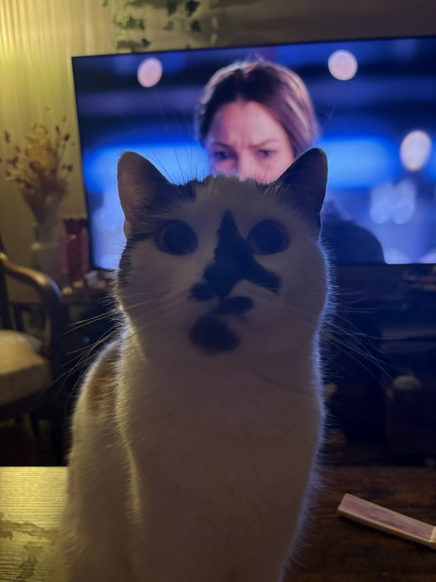 princessemorue's tweet photo. j’ai ouvert un yaourt alors évidemment que moïmoï s’est mise devant la télé en attendant son dû https://t.co/ghC844ZMu2