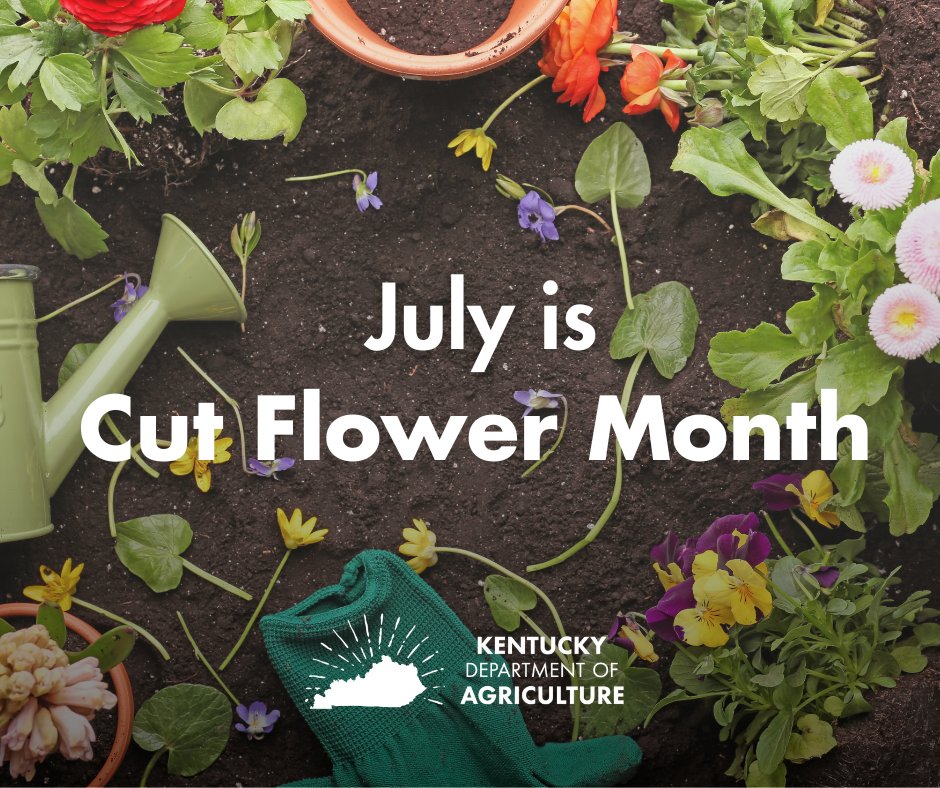 kentuckyag's tweet photo. July is National Cut Flower Month! Celebrate by supporting Kentucky flower growers and bringing home fresh, locally grown blooms. Visit your local farmers market or flower farm and enjoy the beauty of Kentucky agriculture. 🌸 https://t.co/XZW5JN9FRQ