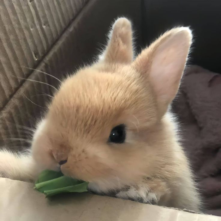 jjubearr's tweet photo. nom noms https://t.co/FTG6zydUMF