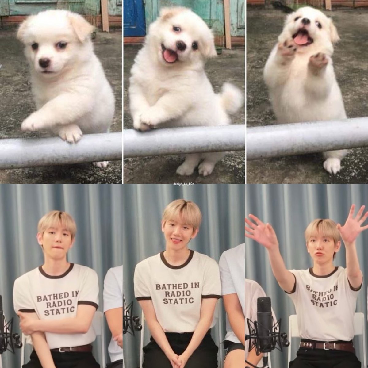 design_by_b04's tweet photo. 강아지 백현이🐶 https://t.co/0mDnZN0fHM