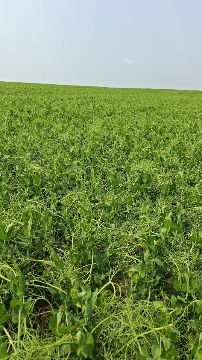 Stampseeds's tweet photo. CDC Huskie - green pea
New this season!
https://t.co/KitPKyrwxz https://t.co/ZtjrI5mwmo
