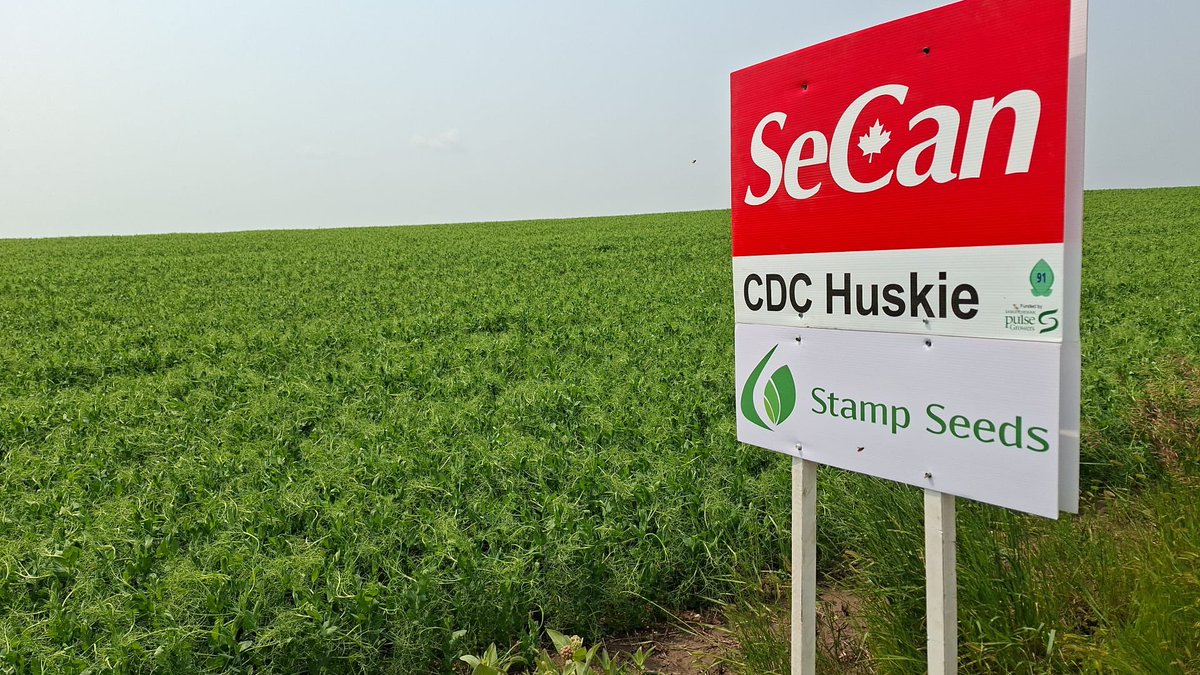 Stampseeds's tweet photo. CDC Huskie - green pea
New this season!
https://t.co/KitPKyrwxz https://t.co/ZtjrI5mwmo