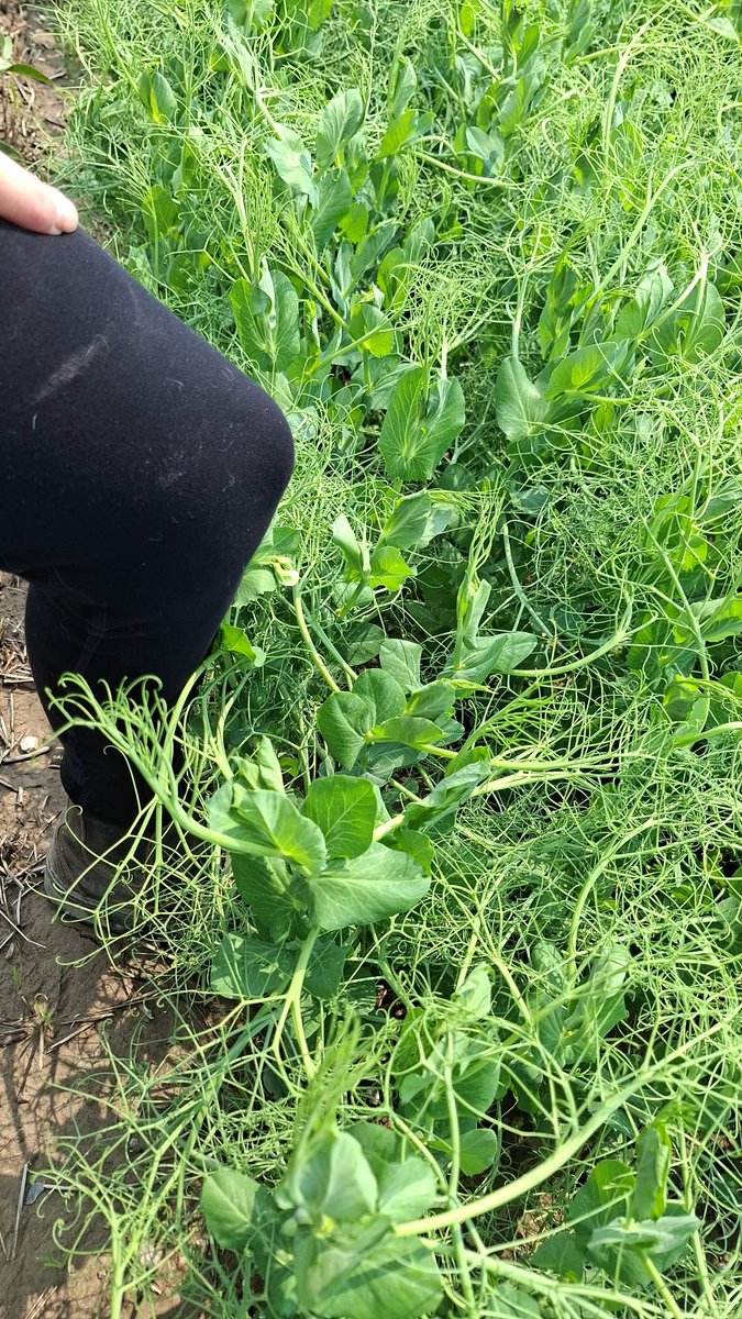 Stampseeds's tweet photo. CDC Huskie - green pea
New this season!
https://t.co/KitPKyrwxz https://t.co/ZtjrI5mwmo