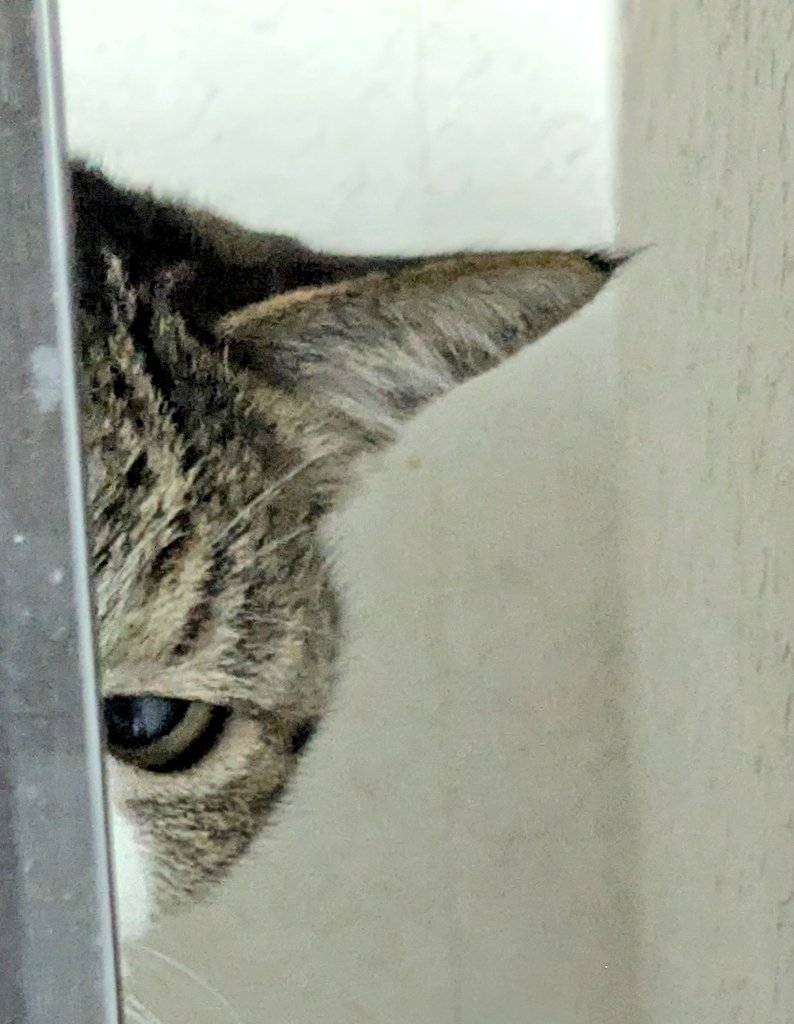 keito_kk's tweet photo. 今日のお猫様。テレビの裏から覗くなど。テレビ汚ぇな。 https://t.co/vhmDxfV373