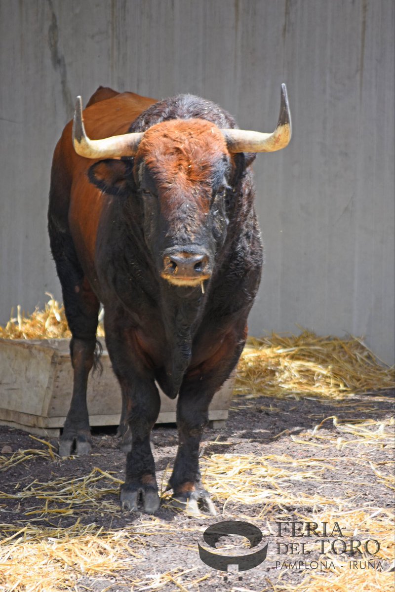 castaybravura's tweet photo. ¿Han aprobado este toro de Álvaro Núñez para Pamplona? https://t.co/B5tJLgCHBD