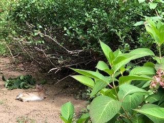 CGizzarelli's tweet photo. Rabbit taking a little R&amp;R on a hot summer's day!

#summer  *  my photo https://t.co/ZzyTEhu1In