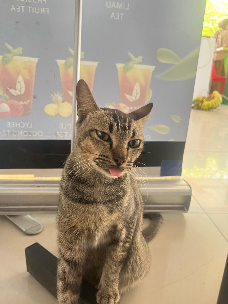 apelkeramas's tweet photo. diejekin kucing busuk https://t.co/ciH3NzFcvf