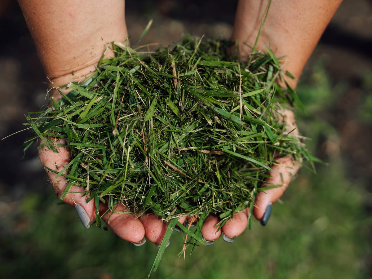 threezsupply's tweet photo. What to Do with Grass Clippings: 3 Easy Ways to Reuse Them in Your Yard  https://t.co/ZytHfxCm8C https://t.co/kwFRYI99Ya