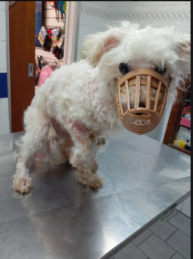 patitas_budgeok's tweet photo. 💔 URGENTE REBECA NECESITA OTRA CIRUGÍA 🆘🙌

La patearon y le quebraron la patita. El hueso no formó callo óseo y necesita una segunda cirugía urgente.😔

Tenemos que juntar $800.000 🙏

MP: PATITASBUDGE
Banco Nación: PATITASBUDGEOK
Titular: Magdalena Cáceres 🐾 https://t.co/hrqyiZxnQJ