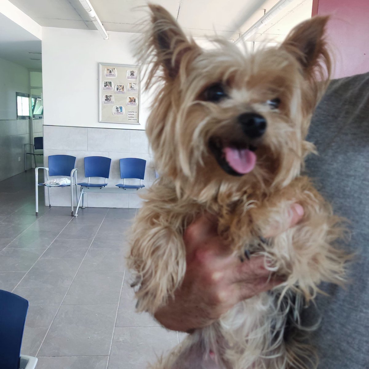 areagossosbdn's tweet photo. 🆘🆘¡¡ATENCIÓN!!🆘🆘
Se busca a la familia de ésta perrita, recogida hoy en #Badalona, tiene chip. 
Seguramente está perdida.
Tiene una hernia.
Si es tuya o la conoces, contacta con SPAM Mataró. 
📞 93 756 60 66
Máxima difusión
📣📣📣
#XarxaBarcelonaPerduts
#FemXarxa https://t.co/pfPRBlsTwW