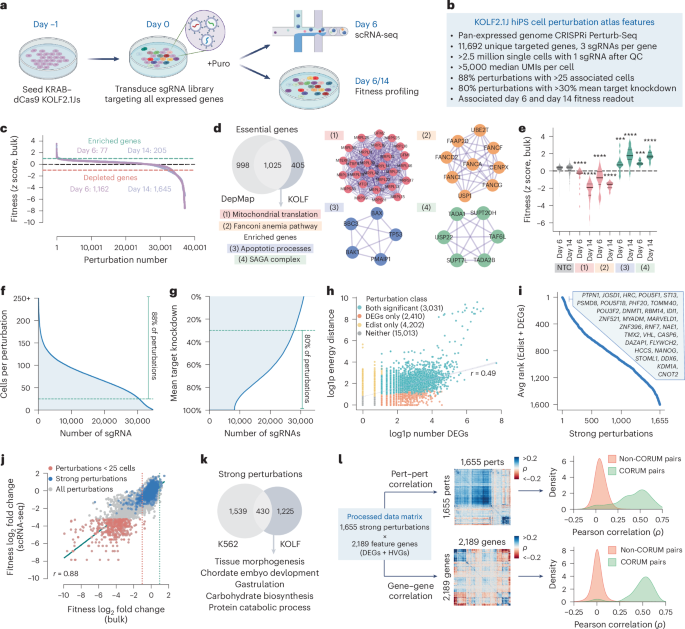 NatureBiotech's tweet photo. A genome-scale CRISPRi perturbation atlas of human induced pluripotent stem cells https://t.co/KylFX25wjK https://t.co/w41LeWUDUU