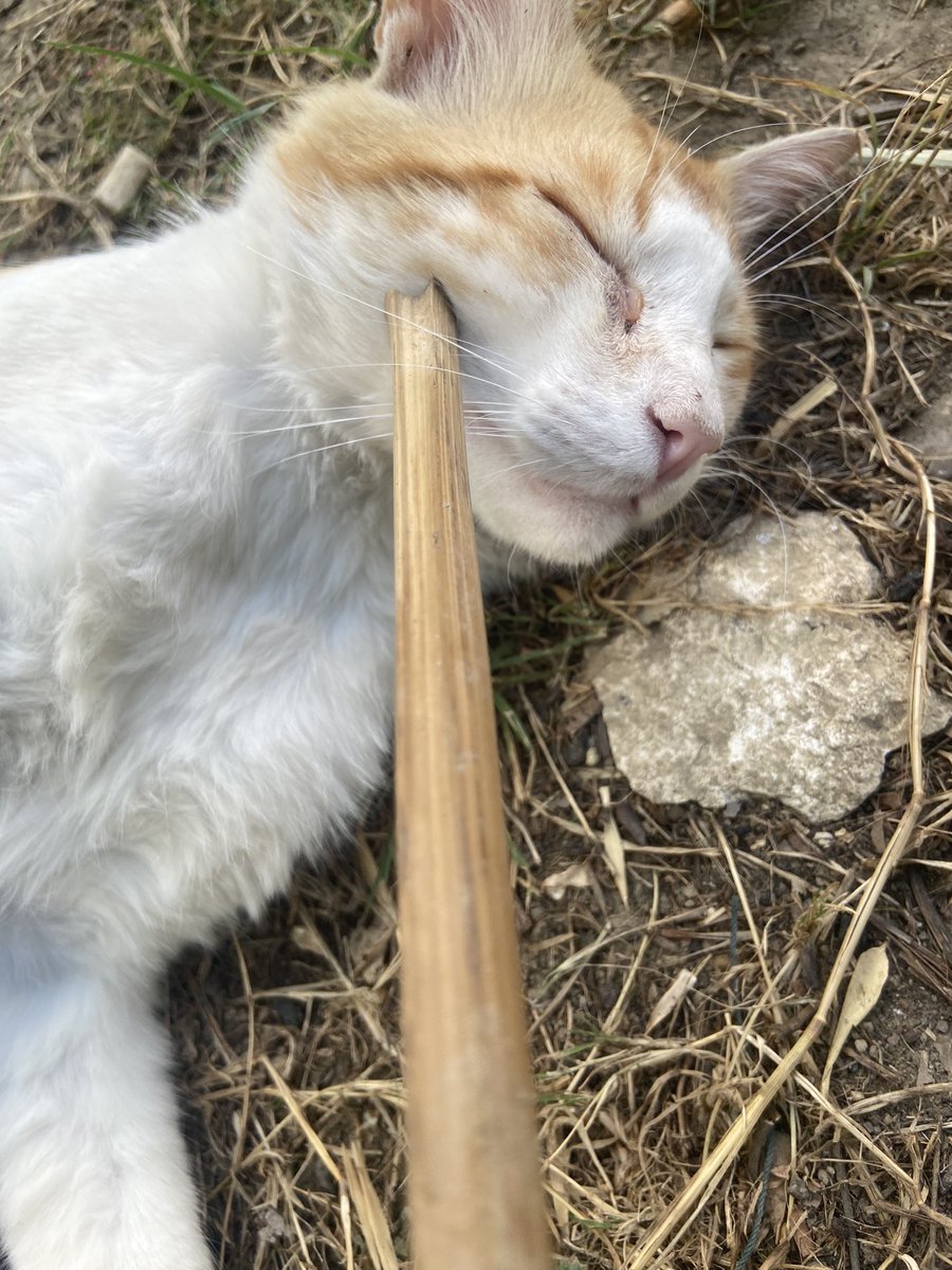 voygaesi's tweet photo. Wesh il est mort 🤯🤯
Réveille toi fils por favor
Mon gars ?
😼: ah t’as crus j’étais mort btrd https://t.co/e6uKGGudNN
