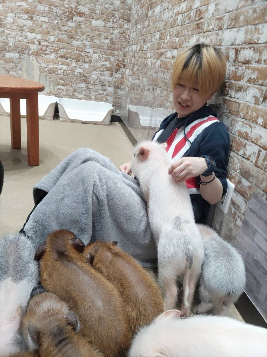 ARISA413's tweet photo. 【おたわむれあつきさん🐷】

マイクロブタさんと仲良くなりました🤗

次々とあつきさんの所へ😂💕

また行きたいね〜✨ https://t.co/QyTQeLDowH