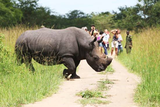IvanRuvwa's tweet photo. Ziwa Rhino Sanctuary (Ziwa Rhino and Wildlife Ranch) is Uganda’s premier rhino conservation success story and the only place in the country where you can see white rhinos in a semi-wild environment. 

#GoldenPosts https://t.co/DwN82zvlu2