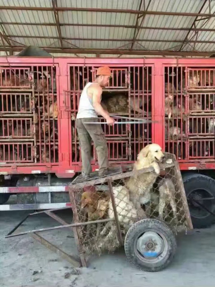 yolandaschultes's tweet photo. We have a heartbreaking update on the child dog meat dealer.

As many of you know, Summer has been working alongside the Harbin government to shut him down. Yesterday, we received what felt like a punch in the gut.

Around three hours from Harbin, near Jilin, is one of the largest dog slaughterhouses in China. This place is actually one of the reasons Harbin SHS Animal Rescue exists. For years, we have rescued dogs from there.

They slaughter an estimated 2,000 dogs every week.

In 2020, dogs were removed from China’s official agricultural livestock list. This slaughterhouse, however, continued operating after registering under a Korean ethnic minority business classification. Dog meat is NOT Chinese culture. That’s why they registered under Korean ethnic and not Chinese. 

Yesterday, the government told Summer that the child dog meat dealer had produced paperwork showing the dogs he slaughtered came from this registered slaughterhouse. Absolutely fake paperwork . I can bet my life on it he called in a favor from the slaughterhouse (I ASSUME) 

They also told her that several restaurants they have been investigating are now legally sourcing dog meat from this same place.

I honestly don’t know what our next step is.

What I do know is that we have rescued dogs from this slaughterhouse carrying diseases far beyond the common viruses we normally see. Some were so concerning we were afraid to speak publicly about them because we feared we would face the consequences simply for rescuing them.

I know what I want to do next… but asking someone to go inside that slaughterhouse and witness what happens there is a level of mental trauma I’m not willing to put anyone through.

But we need proof that these dogs are not going through proper quarantine or agricultural health screening. And no. They ain’t going to let a foreigner in either. 

Just deflated guys. 

This picture was taken outside the slaughterhouse in 2016. These dogs were not rescued. They were already bought by other slaughterhouses 💔
