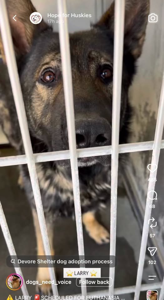 TrinaK9Rescue's tweet photo. UPDATE SAFE WITH TRINA & FRIENDS📷📷
📷 URGENT – LARRY NEEDS YOUR HELP 📷
Larry is at Devore Shelter in California. After coming down with an upper respiratory infection (URI), he has now been scheduled for euthanasia.
His ID is #A845578.
We are absolutely overwhelmed with requests for help. There are so many German Shepherds in need, especially at this one shelter, that it is impossible to save them all—but we are trying with everything we have.
Trina & Friends K9 Rescue is doing everything possible to help Larry, but we can’t do it without you.
Please donate, share, or offer to foster. Every dollar and every share gives dogs like Larry a chance at life.
Without your support, these dogs simply don’t stand a chance.
Together, we can give Larry the future he deserves. 📷📷
#SaveLarry #A845578 #DevoreShelter #GermanShepherd #UrgentRescue #RescueDog #ShelterDog #AdoptDontShop #FosterSavesLives #DonateToRescue #SaveALife #SecondChance #TrinaAndFriendsK9Rescue #CaliforniaDogs #RescueNeeded #DogRescue #HelpUsSaveLives