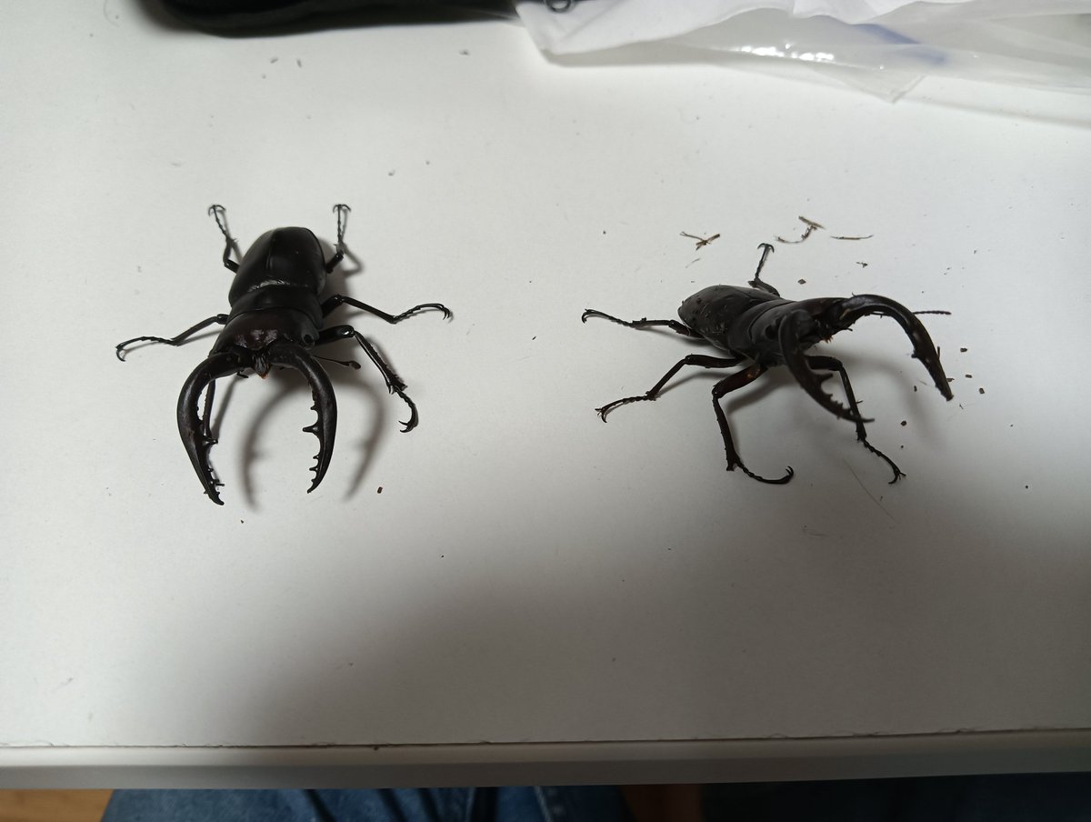 ThatBotGuy434's tweet photo. Saw tooth stag beetles. They look scary but they friendly. https://t.co/tk8V9DG1e6