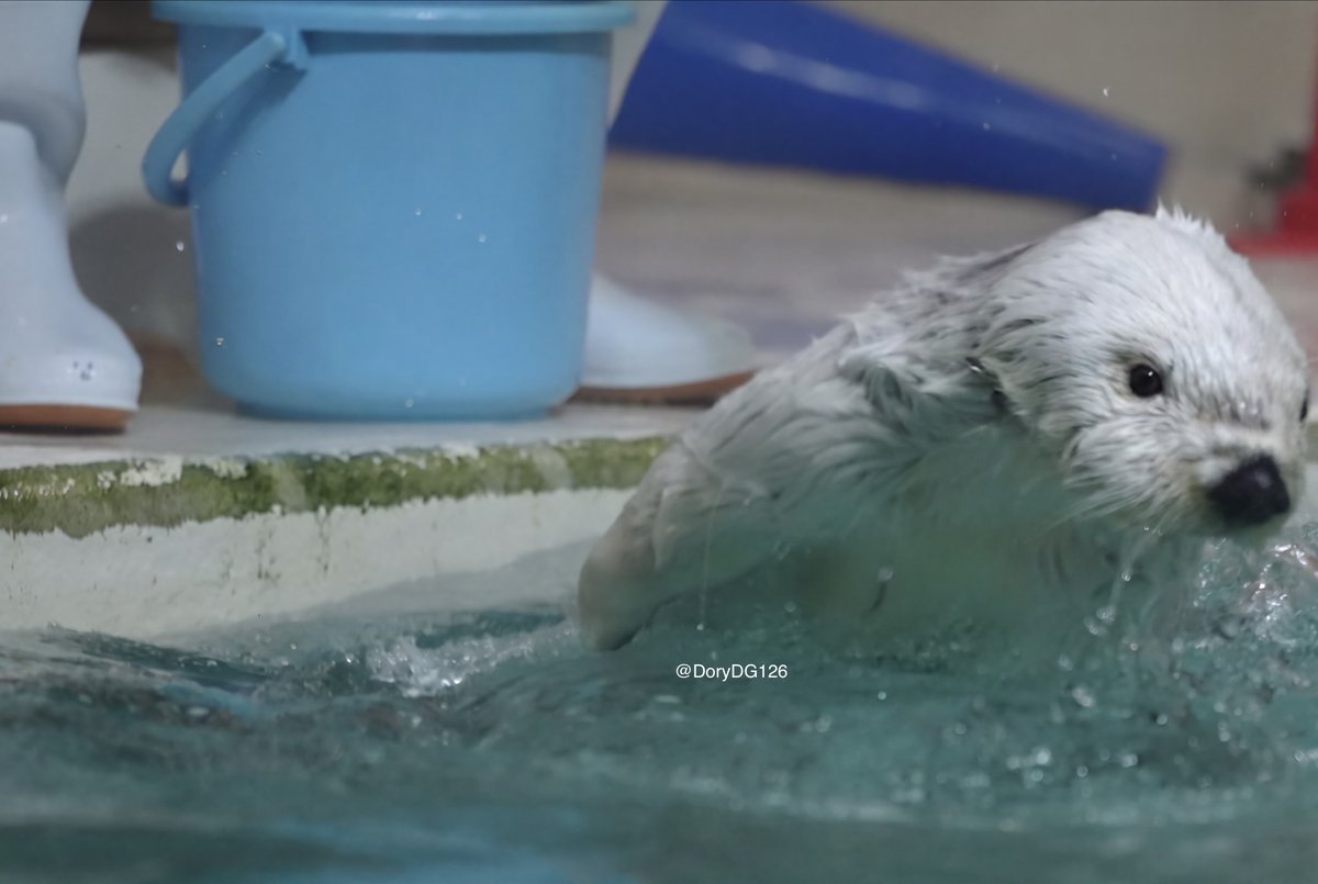 DoryDG126's tweet photo. ❕❕．．それは．．メイが．．もらったぁああ
#鳥羽水族館 #ラッコのメイちゃん #ラッコ #seaotter https://t.co/n2akJlp7Mz