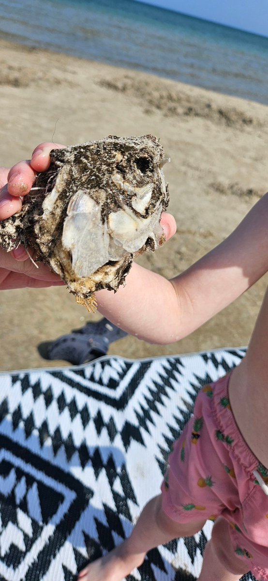 oldfarmgirlkah's tweet photo. #CanadaDay from #BeautifulBruceCounty on Lake Huron
Beat the crowds n some of the heat today for a couple hours
Found a fish head right away.... haven't found it's tail; yet
#WorknPlaySafe everyone, stay hydrated m smiling 😎🇨🇦🥵
That Coleman jug is older than my kid 😉 https://t.co/9pisZx8qHG