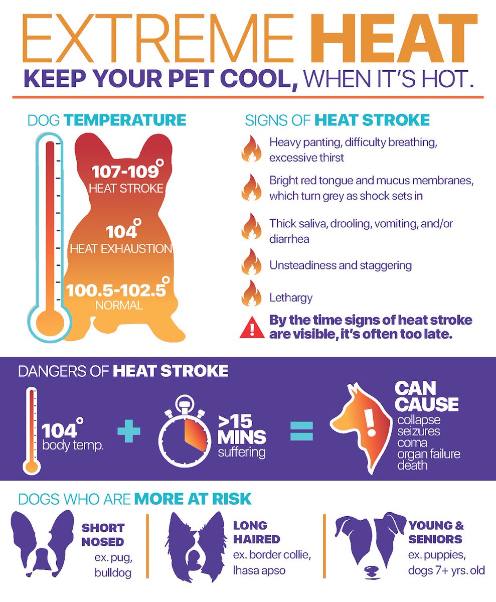 ReadyMontgomery's tweet photo. Extreme heat is dangerous for pets. Animals can overheat quickly, even during short time outside. Keep walks brief, provide plenty of water, avoid hot pavement, and bring pets indoors during peak heat. If something seems off, act fast, heat issues escalate quickly.
#PetSafety https://t.co/cXZ1R7aZEf