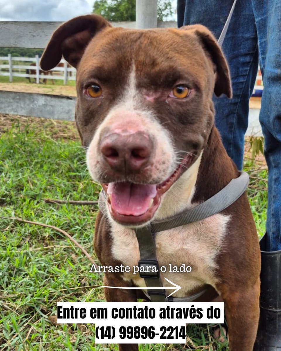 ongarcadafe's tweet photo. Adotem o Taurus 🥰🐾

forte, saudável, castrado e cheio de amor para dar ♥️

Adotem o Taurus, ele merece uma família ♥️♥️♥️

strong, healthy, neutered, and full of love to give ♥️ Adopt Taurus; he deserves a family ♥️♥️♥️

#adocao #adote #pitbul https://t.co/HpBWkw6pmK