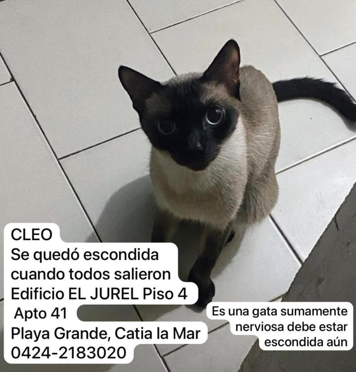 carxla_'s tweet photo. #ATENCIÓN‼️ 

Su nombre es Cleo. Se quedó escondida cuanto todos salieron del Edf. JUREL, en Playa Grande, La Guaira. Por favor si alguien la ve, comunicarse a los números en la imagen. Hay esperanza aún de que pueda estar por los alrededores. 

Por favor máxima difusión 🙏🏻 https://t.co/lEL91SqfZx
