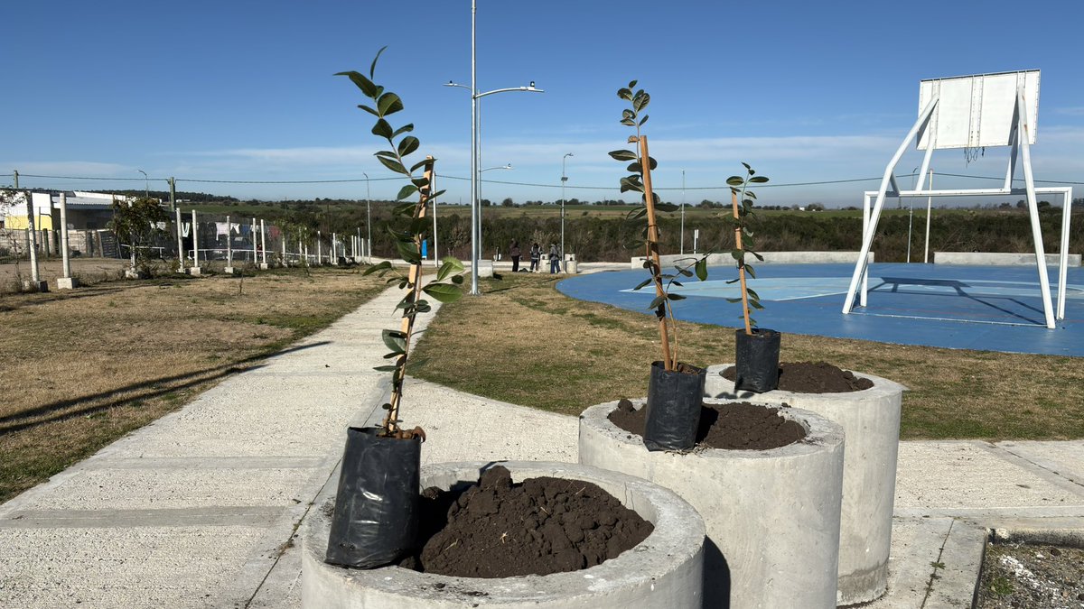 FloridaIDF's tweet photo. A través de la Dirección de Desarrollo Sostenible, Espacios Públicos, Asuntos Comunitarios y Dirección de Obras, llevan adelante una nueva jornada de plantación de árboles en Plaza Cúneo y cancha de baby fútbol del Club Avenida.
#UnNuevoTiempoParaFlorida 
@PajaroEnciso https://t.co/jJ5Xb6asls