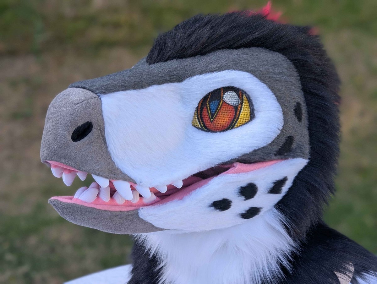 FurryMachine's tweet photo. Premade dino head for sale
Made by @The_peppercat

$1850 USD + shipping (Paypal)

Non-elastic, easy slip-on head
Fits head size
Horizontal size: 58 cm
Vertical size: 63 cm
More information in the below comments. 👇 https://t.co/5aFv3HyaAs