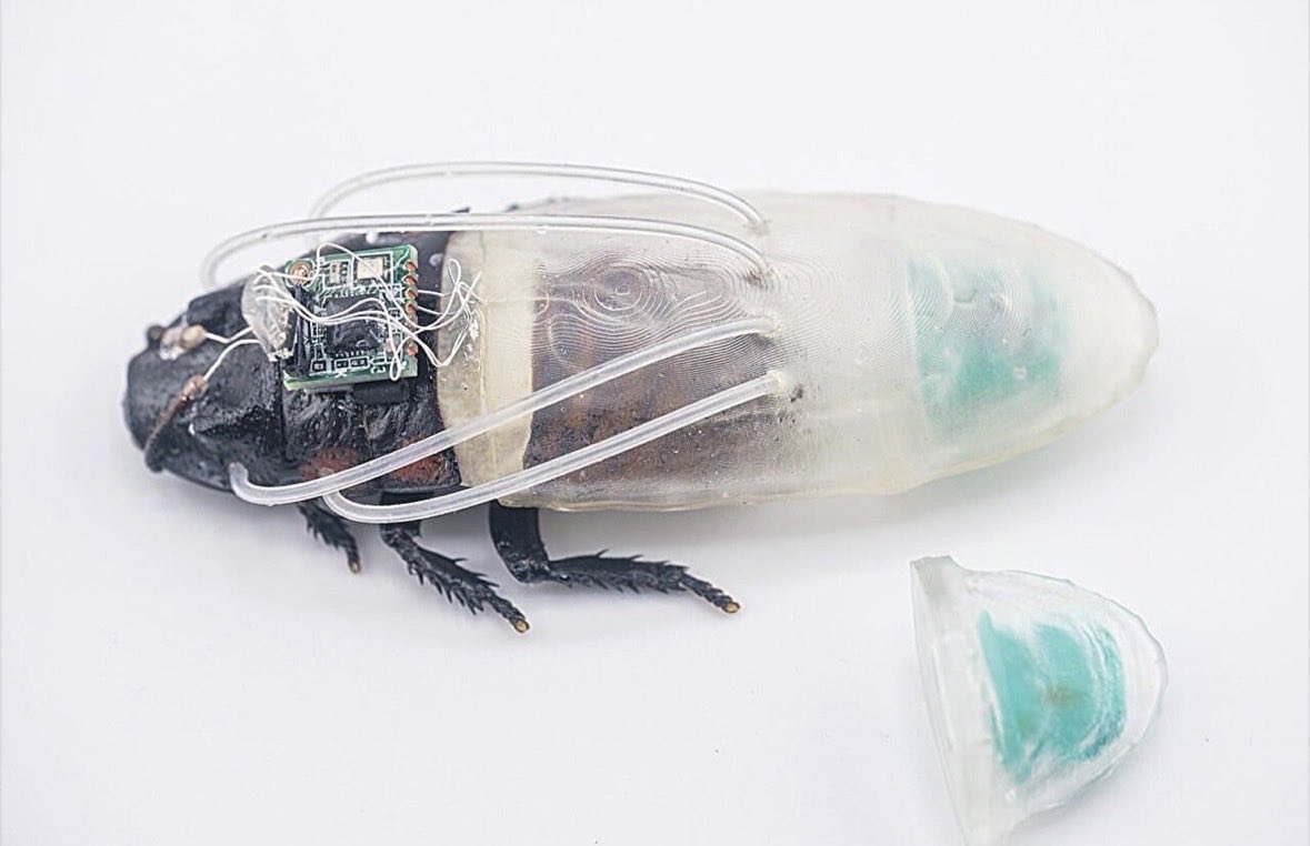 BichoDatos's tweet photo. ¿Cucarachas Cyborg? Científicos crean “traje de buceo” que permite a una cucaracha respirar y caminar bajo el agua por 3 horas. El objetivo es reclutar insectos capaces de explorar tuberías y zonas inundadas en misiones de rescate e inspección.📸: Nanyang Technological University https://t.co/RvFEFjcBLD