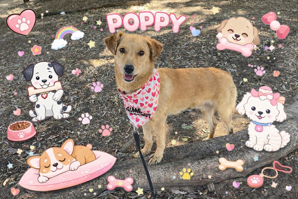 HELA_MORE's tweet photo. ¿Me adoptas? 🥹🩷

Soy Poppy,y necesito una familia.
Tengo 3 años,talla mediana,protocolo completo.
Si no me puedes adoptar de manera presencial adóptame de manera virtual ayudándome a cubrir mi pensión y croquetas mensuales,estoy muy atrasado en pagos.🥲
Estoy en CDMX. https://t.co/63rRUyfwZA