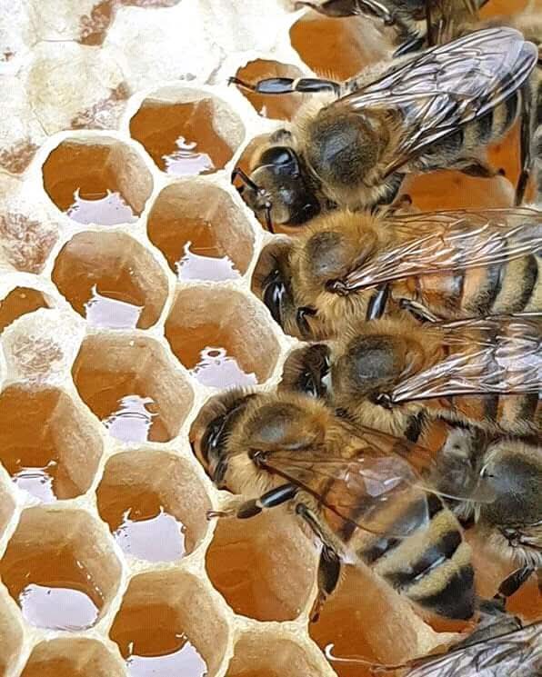 AlakeBeeFarm's tweet photo. In today’s fast world, everyone wants quick results. Quick money, quick success, quick recognition. But nature does not work that way. 

Beekeeping is one of the greatest teachers of patience.

At ALAKE BEE FARM, the bees remind us daily that good things grow slowly but surely. https://t.co/325diUAKF1