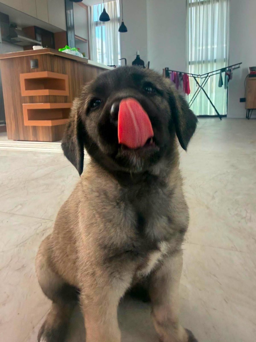 zllktlr's tweet photo. "Antalya yuva 2 aylık kangal yavrusu dişi iç dış parazit karma aşısı yapıldı takip şartıyla yuva arıyoruz
05055626748    https://t.co/pkjqeRKeKm https://t.co/Mok21a5DOt