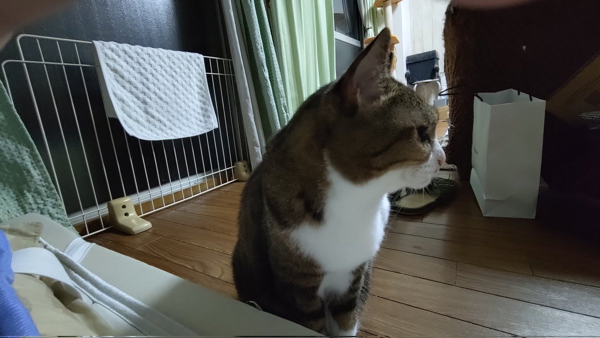 Rula_Sion's tweet photo. おやすみニャさい
#猫のいる暮らし𓏲𓎨
#キジ白
#シャムトラ https://t.co/VAlxgBvvKE