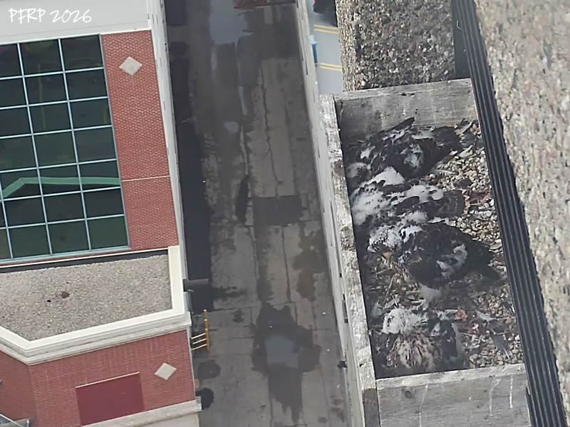 mbperegrines's tweet photo. Radisson - so pic 2 was not what I was hoping to see at 30 days old! Was plotting a stealth sneak-n-snatch plan when, see pic 3. Multiple potential disasters scenarios averted!!  Thanks "little red" for rescuing yourself - don't do it again, or not until you are older!
#mbfalcons https://t.co/455Zq6IvtS
