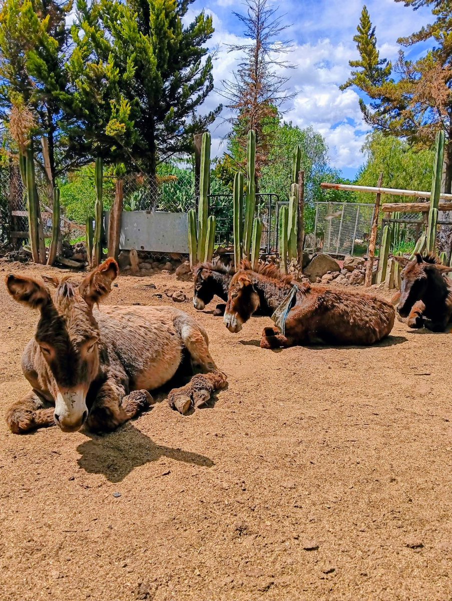 Burrolandia_mx's tweet photo. HORA DE LA SIESTA 🕒😴🥱

Los burritos no duermen largos períodos de tiempo⏳, reparten su horario de sueño en descansos que duran pocos minutos.

Chimi, Apache, Capulín y Pegazo están en su hora de la siesta 😴😴😴

Recuerda: ¡Si ves a un burrito durmiendo, ¡NO LO DESPIERTES!, déjalo que descanse! 😴🤫🤭

#unetealproyectoderescatedelburritomexicano 
Burrolandia México, #Aquenoteaburres!!!