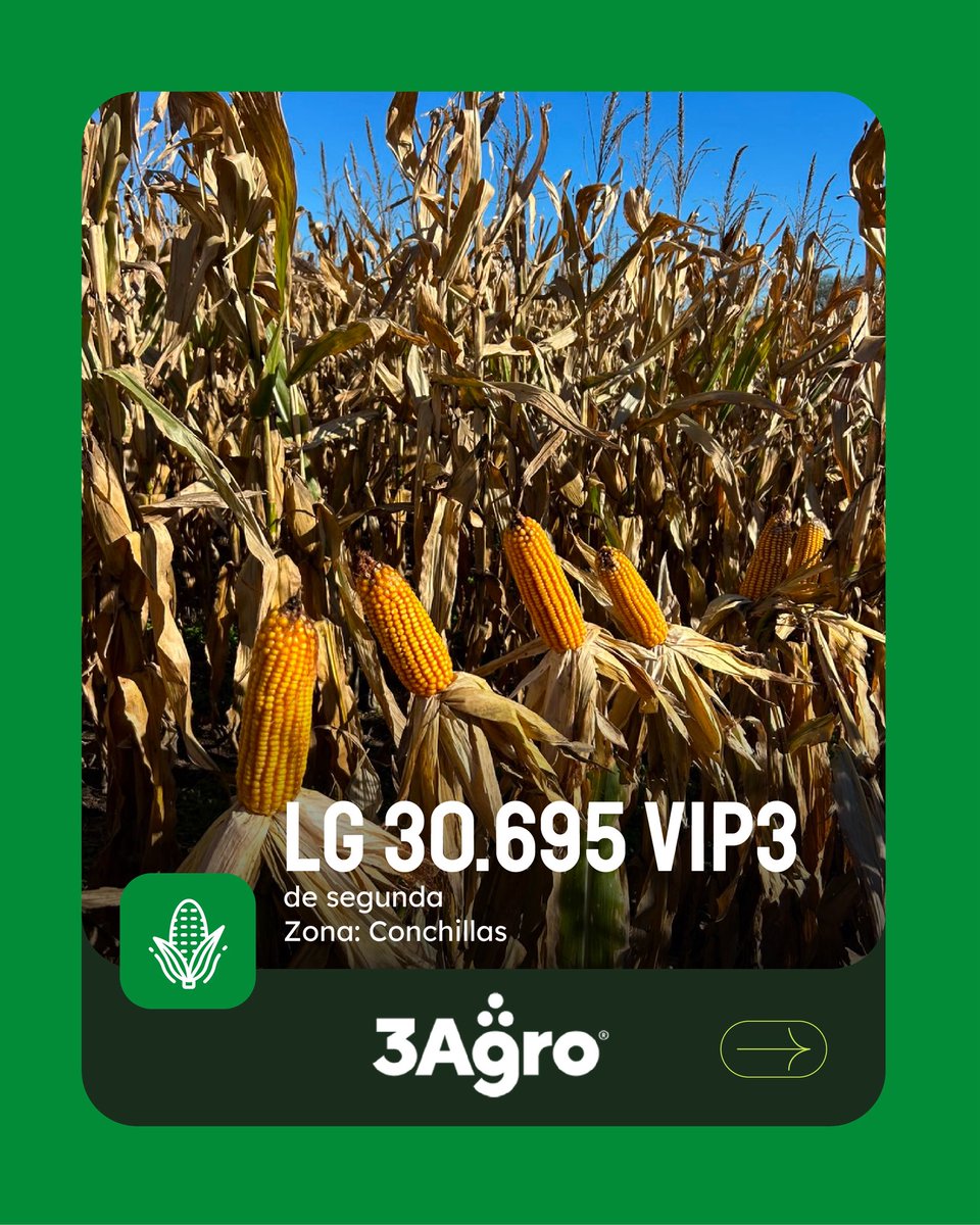 3agro's tweet photo. 📸Maíz LG 30695 VIP3 de segunda 
📍Conchillas

🌽Ciclo y potencial para siembras tardías 
🌽Destacada tasa de secado 
🌽Excelente perfil sanitario

@lgsemillas https://t.co/YaqaJnBzkp