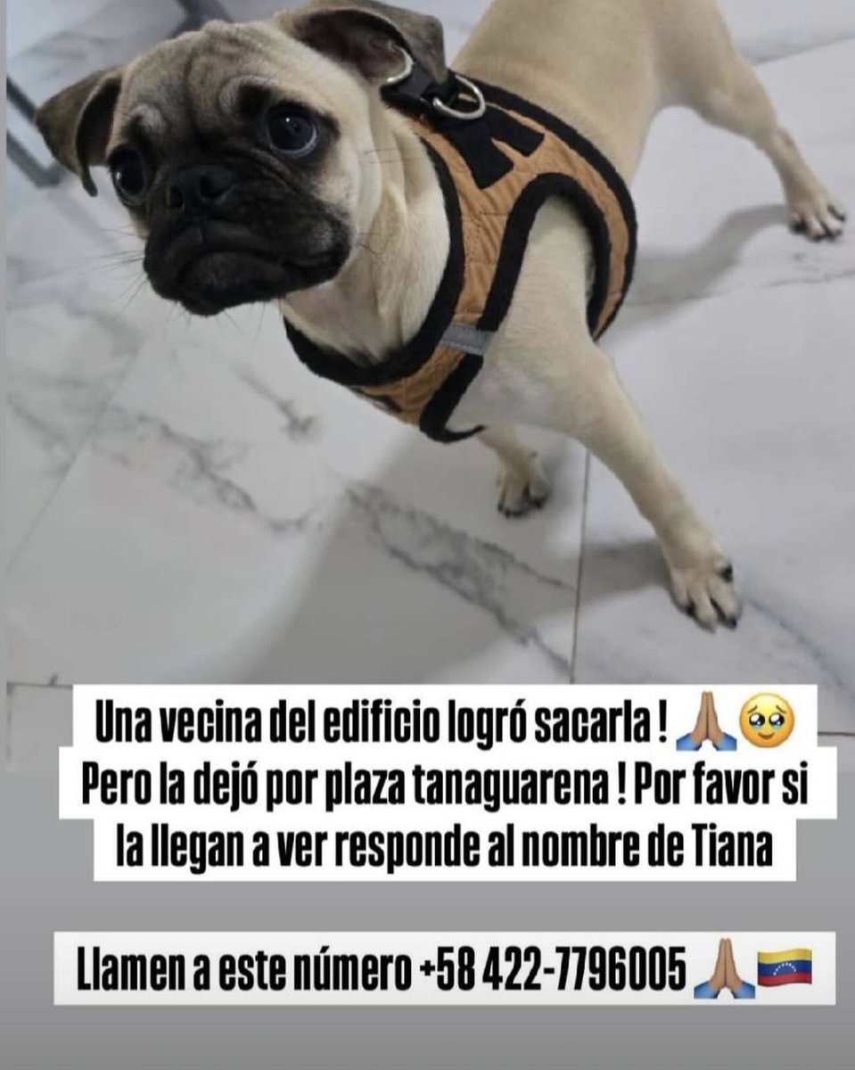 Mary_Jar's tweet photo. Mi gente, está belleza se busca en La Guaira.  Agradezco difundir por favor... 🚨🚨

@PerroUsuario https://t.co/vJSyh1CcOw