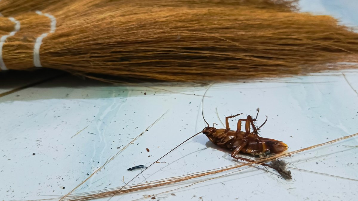 ecoadvantagenc's tweet photo. Spotting roaches, droppings, or an unusual smell in your home or business? Don’t wait—protect your property and health with professional roach control. Schedule your appointment today. https://t.co/TIWPVfbOkh