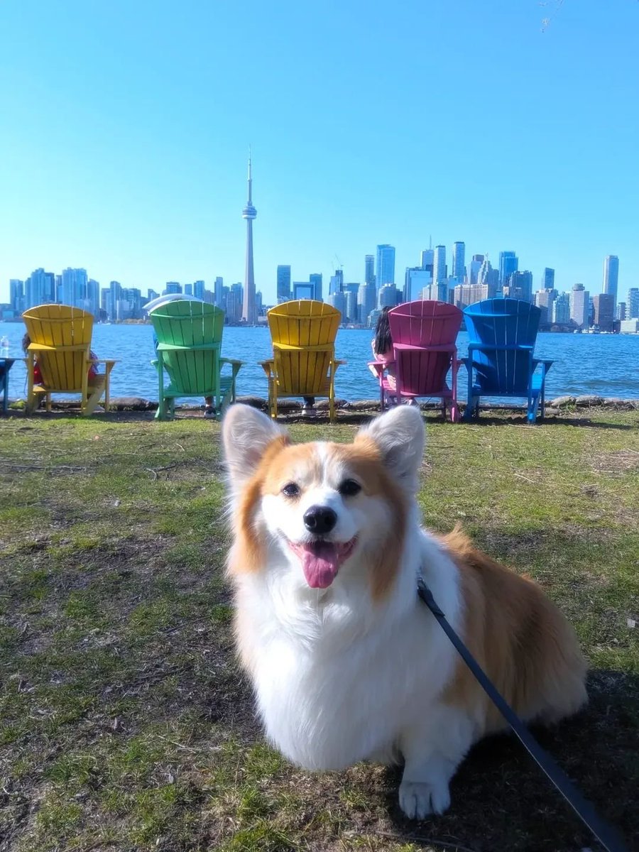 kimchithecorgi's tweet photo. Happy Canada Day! π¨π¦π¨π¦π¨π¦
πͺπ» Strong, proud and free πΆπΎ
.
.
.
.
#CanadaDay #Canada #canadiandogs #π¨π¦ #Kimchithecorgi https://t.co/t0eZ9j8jwW