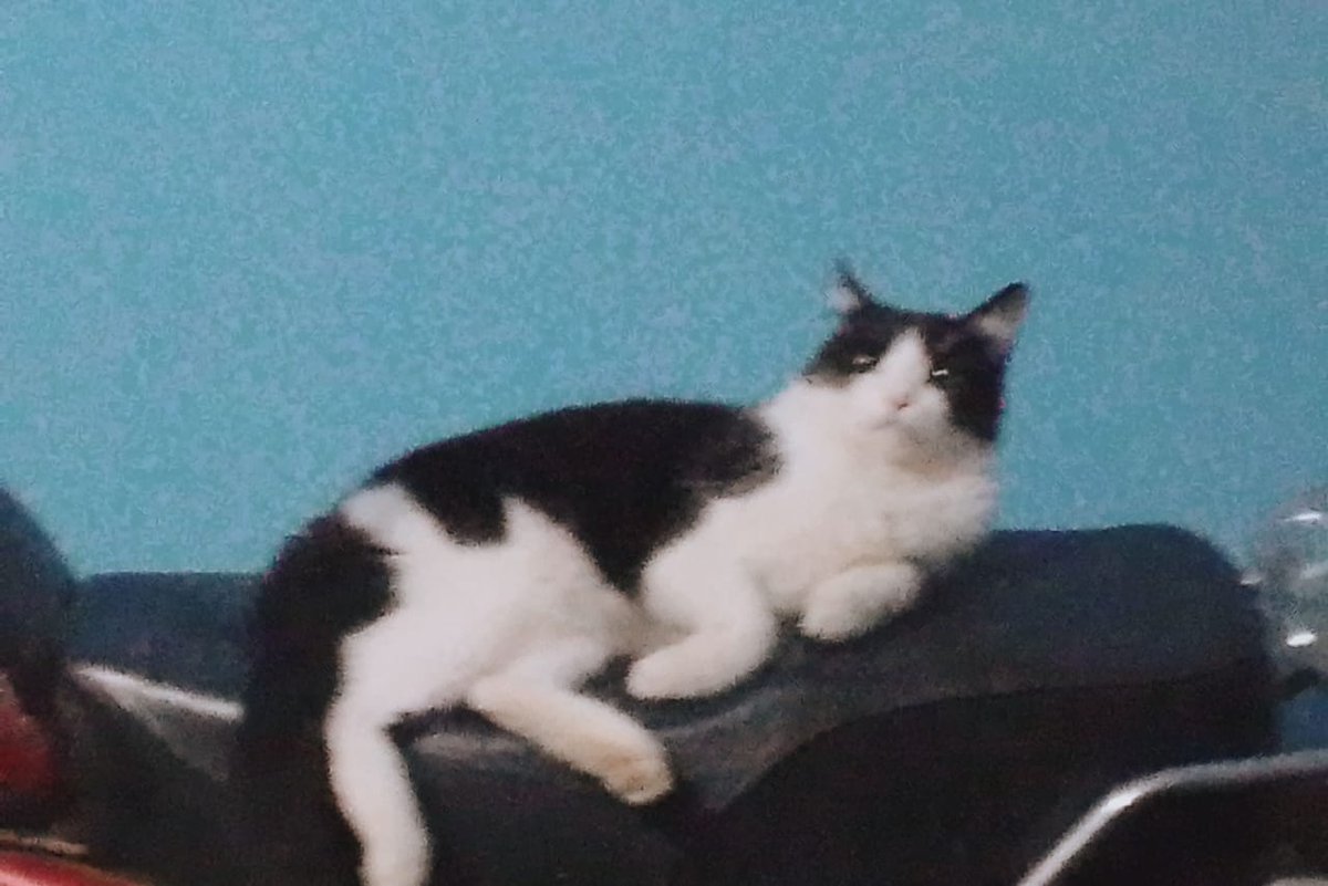 Maria_1eon's tweet photo. @PerroUsuario Se me extravió en el terremoto de suma Catia la mar. Si lo ves resguardalo y comunícate con el 04168367213 https://t.co/yiO0s9mOBc